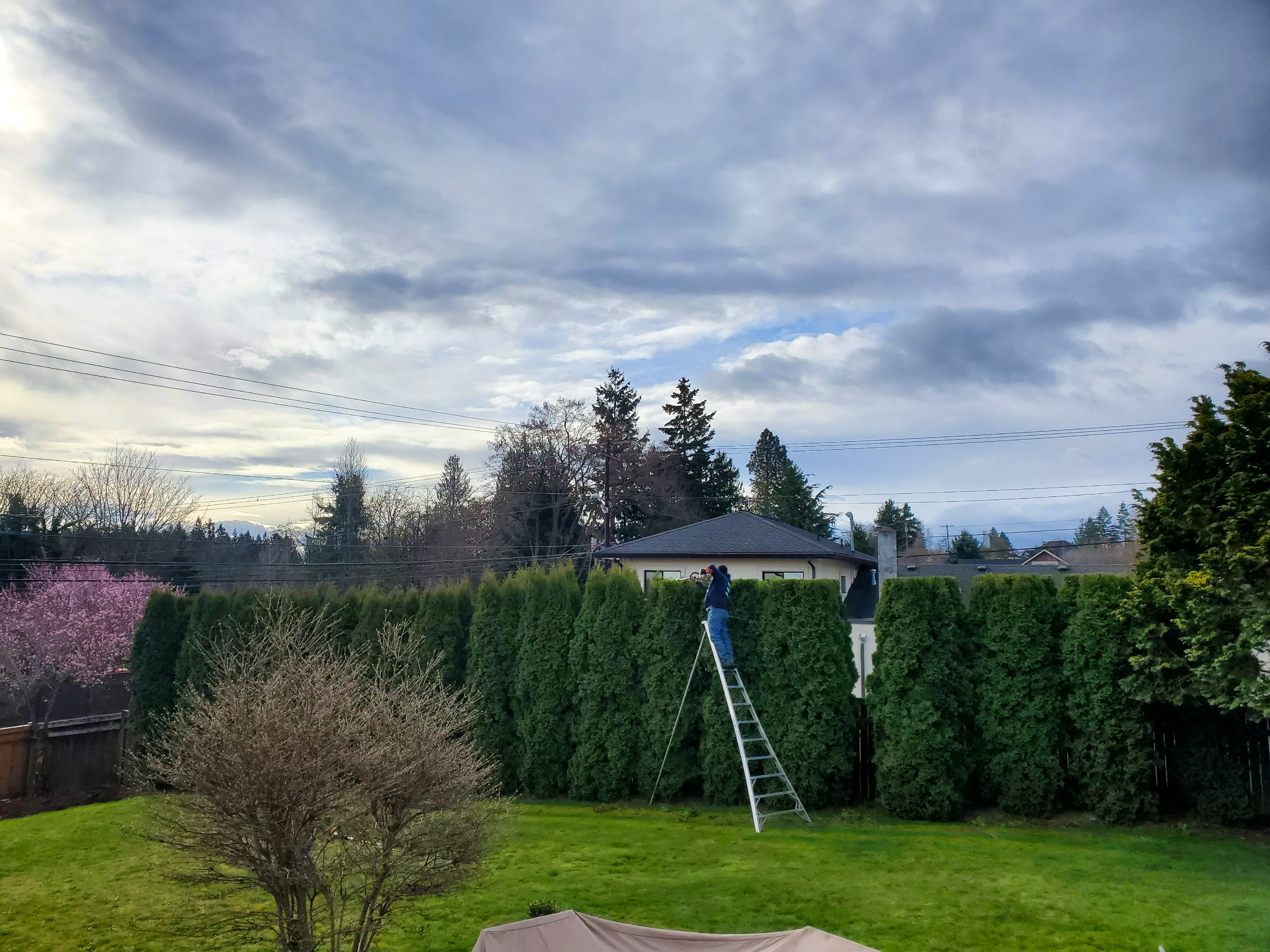 A landscaper on a ladder trims tall hedges with a tool in a backyard, under a cloudy sky. A large bush and a gazebo frame the foreground.