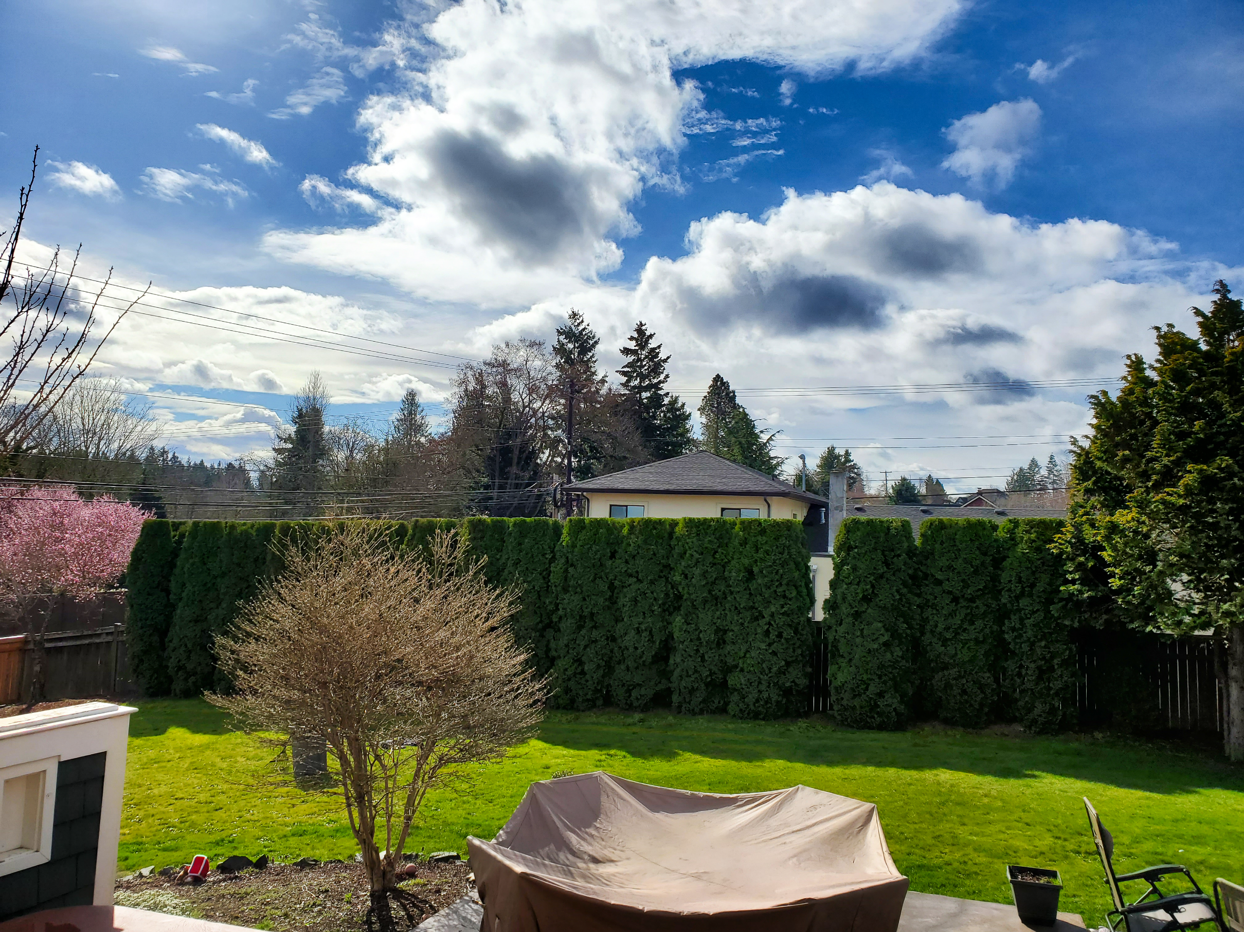 A beautifully landscaped backyard with a lush green lawn, patio furniture covered by a brown tarp, and a tall hedge fence surrounds the space. In the background, under a partly cloudy sky, stands the house. This picturesque scene could easily be part of Pierce County's charming homes.