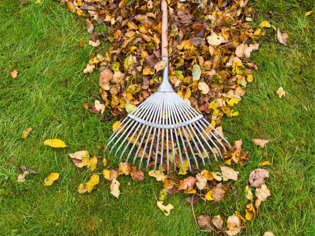 A metal rake gathers fallen autumn leaves on a green grassy lawn, expertly handled by a landscaper from Pierce County.